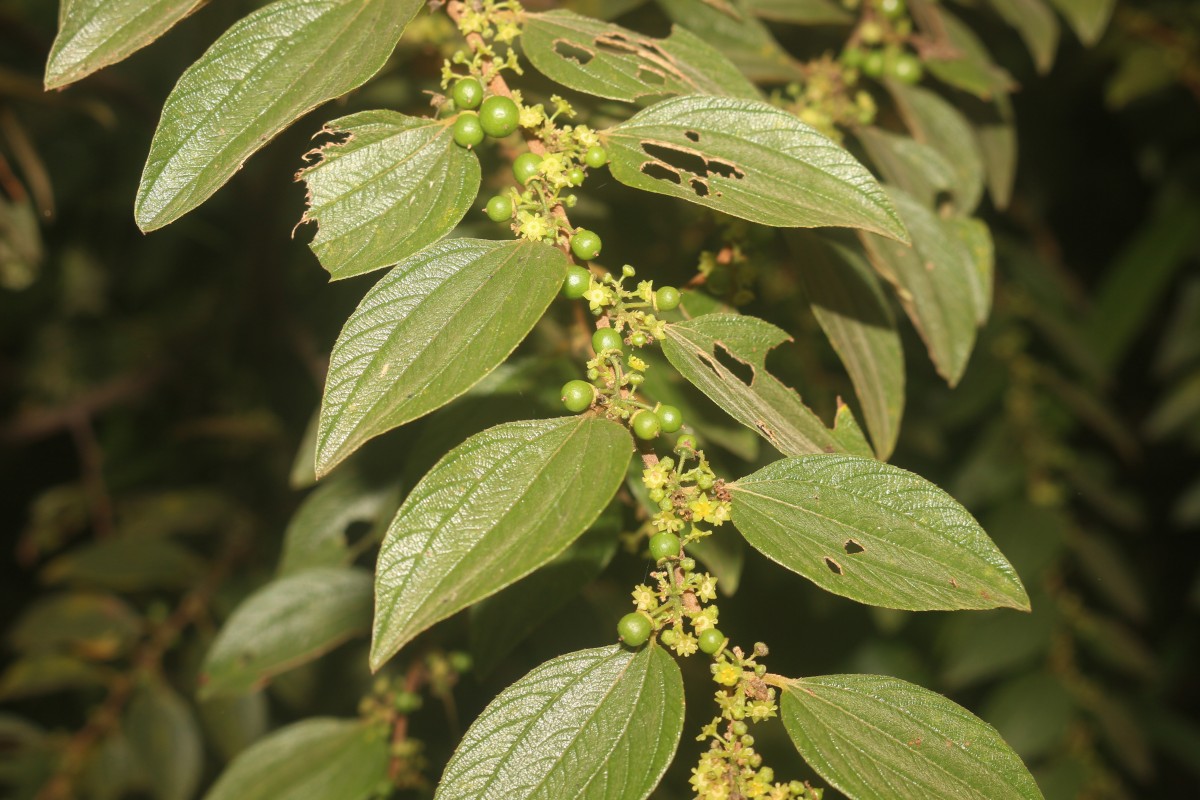 Ziziphus oenopolia (L.) Mill.